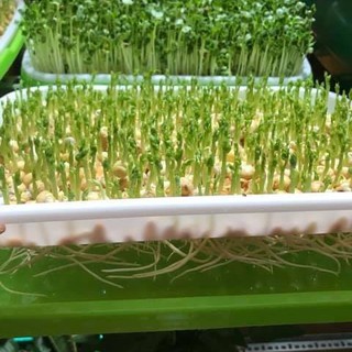 Khay thủy canh trồng rau mầm