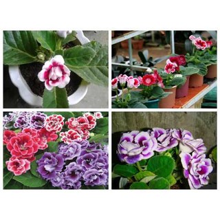 Hạt giống Tử La Lan nhiều màu tỷ lệ nảy mầm cao, gói zin