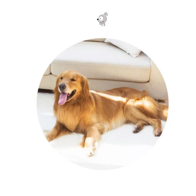 Tả Lót Vệ Sinh Cao Cấp Cho Thú Cưng