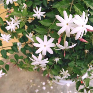 CHẬU HOA GIỐNG HOA NGUYỆT QUẾ LEO-HOA NHỎ TRẮNG XINH THƠM MÁT DỄ CHỊU