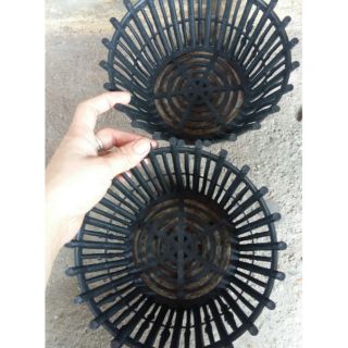 Chậu trồng lan phi 20cm x10cm có lan phụ giá hủy diệt