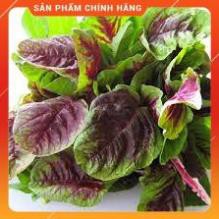 HẠT GIỐNG RAU DỀN KHOANG CAO SẢN GÓI 50 GRAM