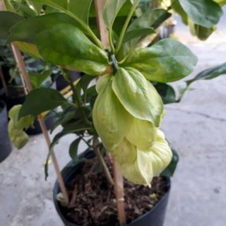 Cây 🌲 Huyền Chân Công chúa đang hoa