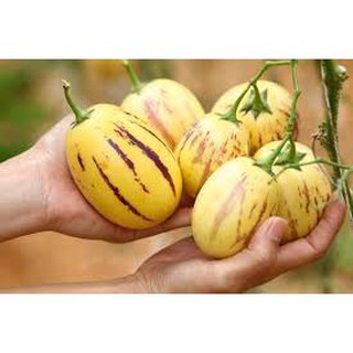 HẠT GIỐNG DƯA HẤU PEPINO GÓI 5 HẠT