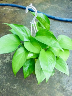 TRẦU BÀ THÁI XANH