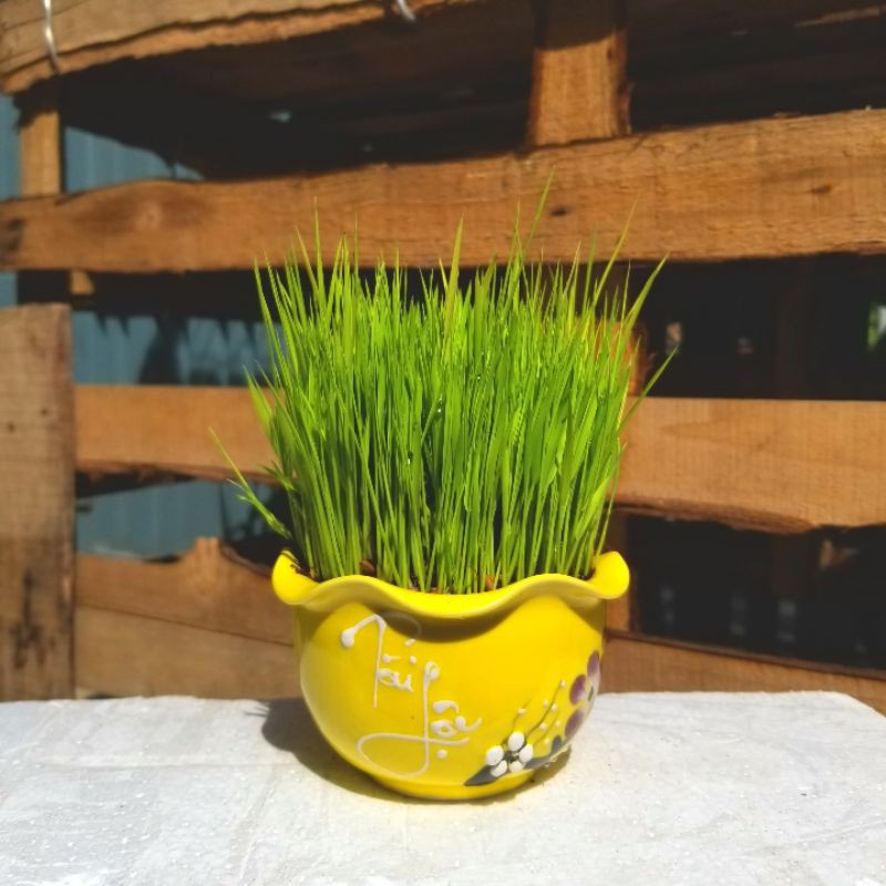 Cây Lúa non kèm chậu sứ cao cấp size 10x6