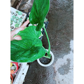 Cây Môn Tai Phật
