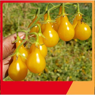 Hạt Giống Cà Chua Lê Vàng