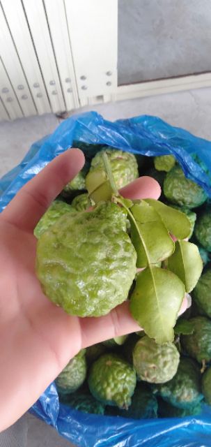 Trái chúc  hàng mới hái 1kg