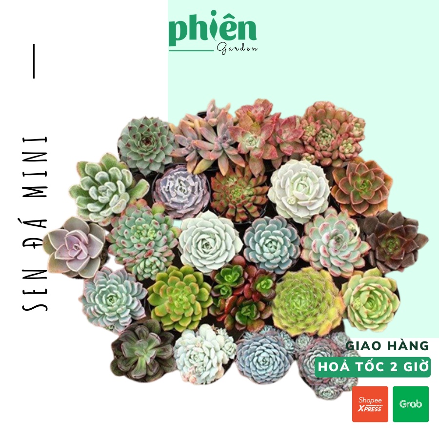 Sen Đá Đà Lạt mini, Sen đá kèm chậu đất nung đẹp để bàn