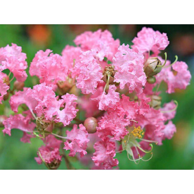 Cây Tường Vi đủ màu