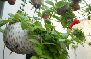 VỎ  ỐC TRỒNG CÂY