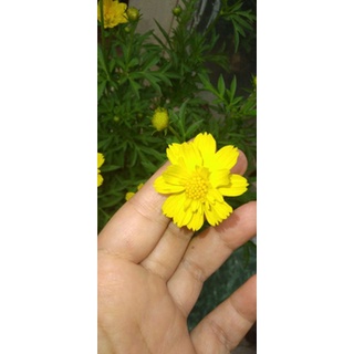Chậu Cây Hoa sao nhái vàng.