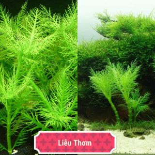 Liễu thơm 15 ngọn 50k ( lá cạn) ( tiền cảnh.  Trung cảnh)