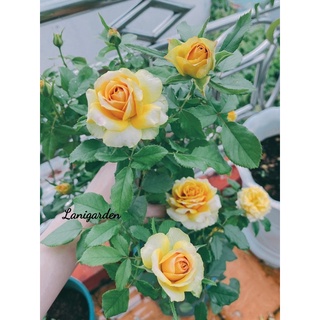 DỊCH CHUỐI BÓN CÂY 1 LÍT