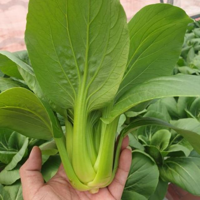 Combo 1gr (~300 hạt) giống cải thìa hữu cơ Green Pak Choy - USA Johnny Seed chịu nhiệt tốt, cây to khỏe, ăn cực ngon