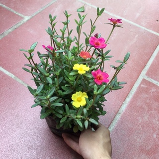 Hoa Sam Mix nhiều màu,cây xum,nhiều nụ (HÀNG NHƯ HÌNH CÓ NỤ HOA)