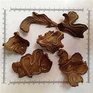 Cẩu Tích thái lát khô đẹp 100gr