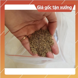 [ Hạt Giống Xịn ]  Hạt giống ớt kiểng tròn ngũ sắc - 50 hạt