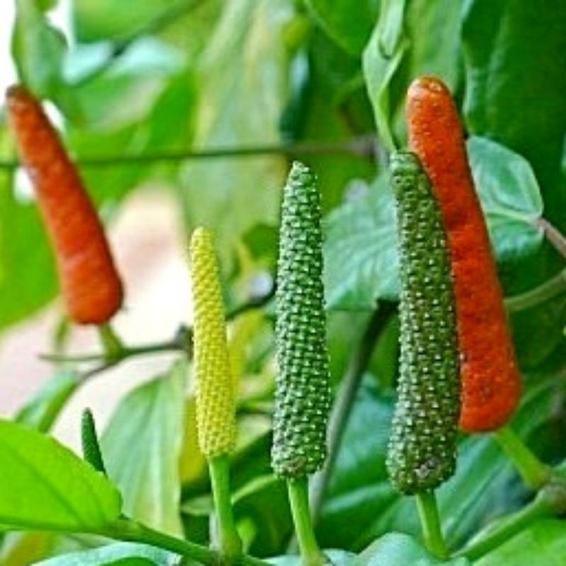 Cây giống tiêu lốp, tiêu lốt và trầu không