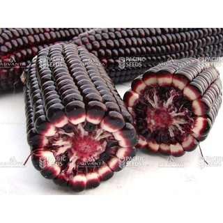 Hạt Giống Ngô Tím (Bắp Tím) 300 hạt