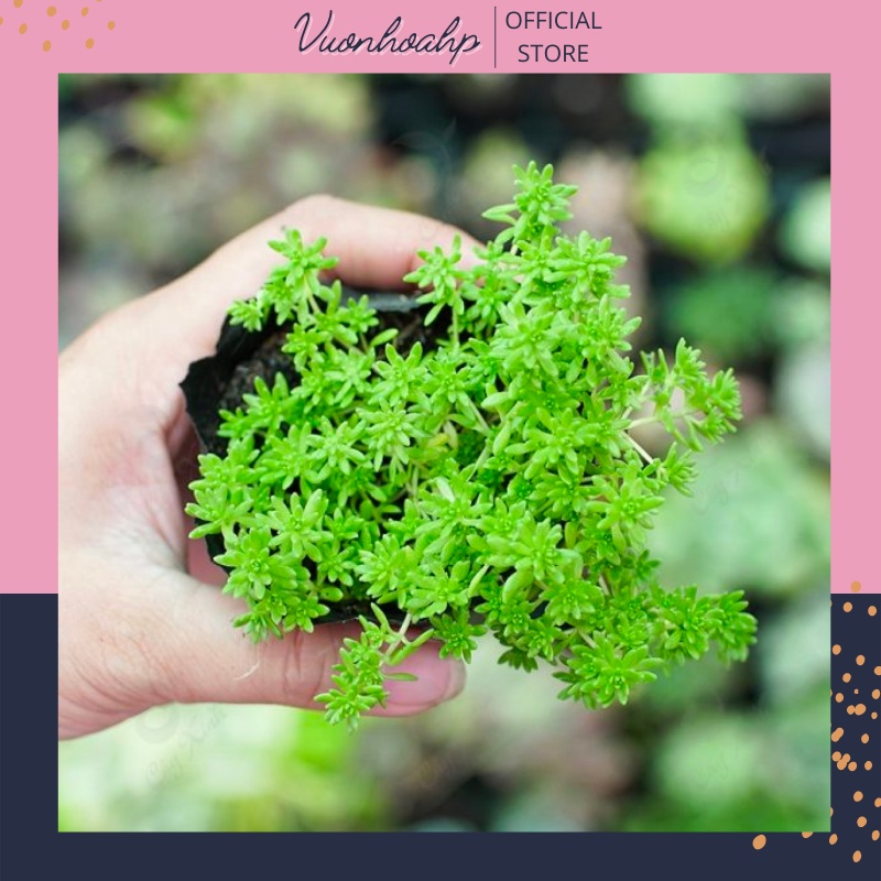 Sen sedum (cỏ thiên thanh, sedum dạ quang) lá xanh mạ đem lại tài lộc may mắn, trồng được trong nhà và ngoài trời