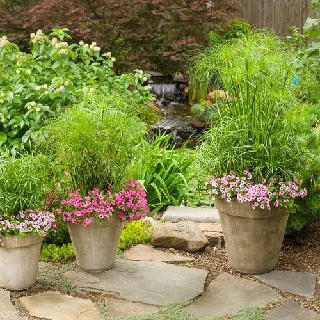 Cây Thủy Trúc Thái (CYPERUS HASPAN)