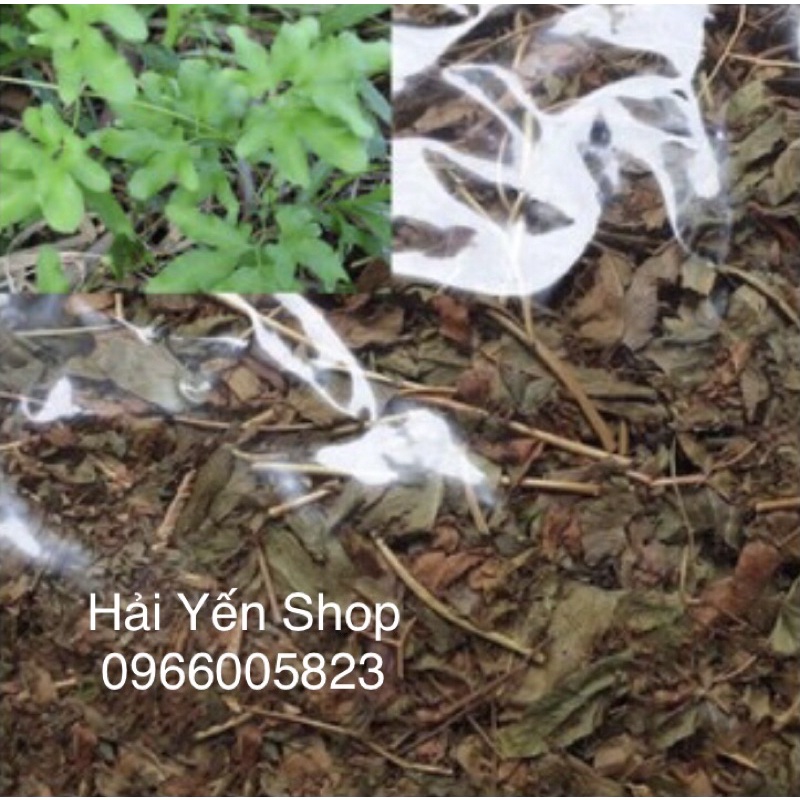 1kg cây Bòng Bong tươi_khô