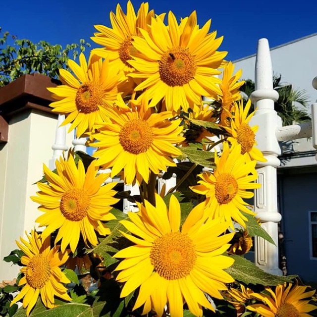 #Hạt_Giống_Hướng_Dương_Tháp