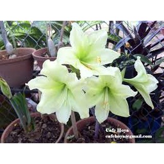 CỦ LAN HUỆ TRẮNG