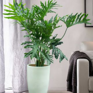 Cây Trầu Bà Thanh Xuân