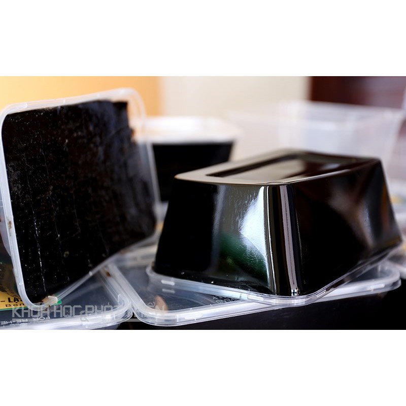 Sương sáo/thạch sương sáo