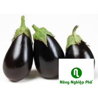 50 hạt giống cà tím giọt nước quả đen PHUNONG