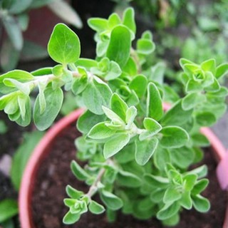 Hạt giống oregano Ý