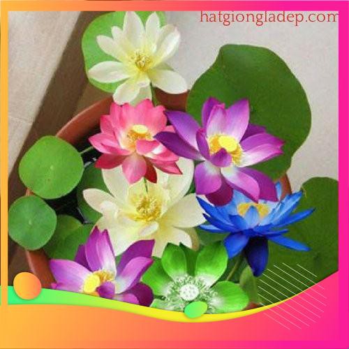 Hạt Giống Hoa Sen Nhật Mini-  VIETGAR