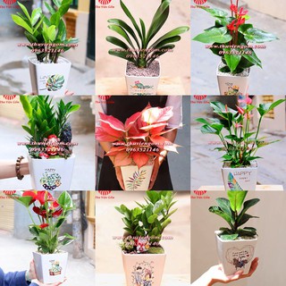 Chậu cây mini vuông vát vẽ hình bằng sứ bát tràng ( 16cm*15cm và 12cm*12cm )