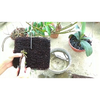 Dớn bảng trồng lan (kích thước 15*40)