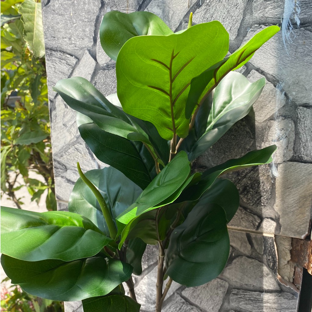 Cây Bàng Singapore Giả 2 Nhánh - Cây Giả Trang Trí Nhà Cửa Lizflower