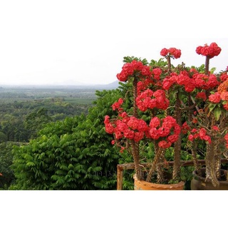 cây xương rồng bát tiên
