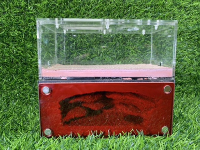 Formicarium - Tank nuôi kiến cảnh bằng thạch cao