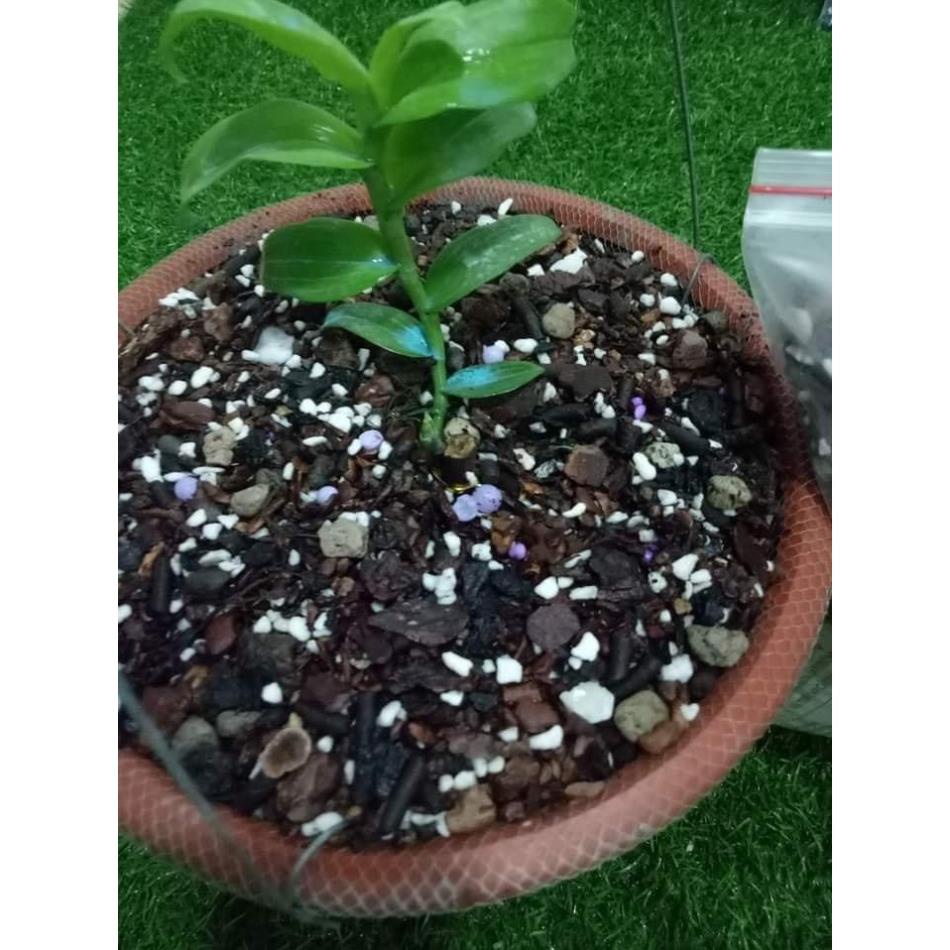 1kg Giá Thể Trồng Lan Cao Cấp Long Vân  Đã Xử Lý - ship hàng siêu nhanh