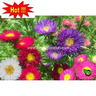 Hạt giống Cúc Đà Lạt (100 hạt)