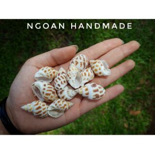 Vỏ ốc hương (10 vỏ)