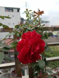 ⛱🌎Hồng Leo Cổ Hải Phòng