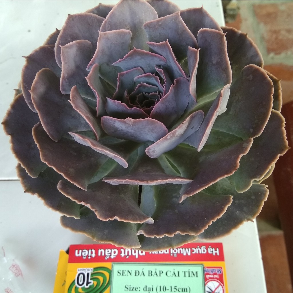 Sen đá bắp cải tím - size đại (10-15cm)