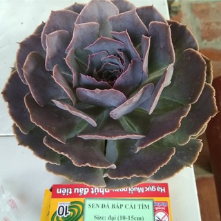 Sen đá bắp cải tím - size đại (10-15cm)