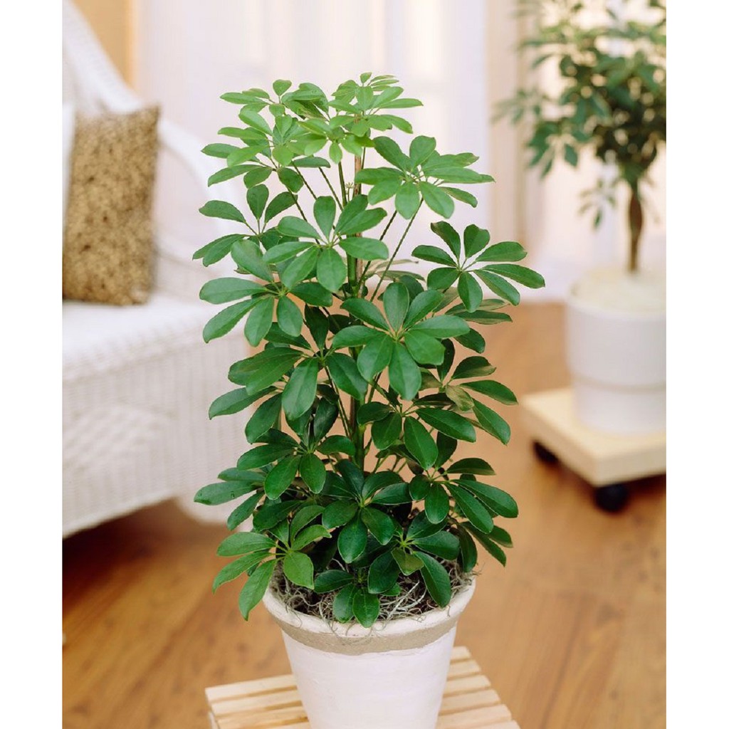 Cây Schefflera heptaphylla (Ngũ Gia Bì) chậu nhựa