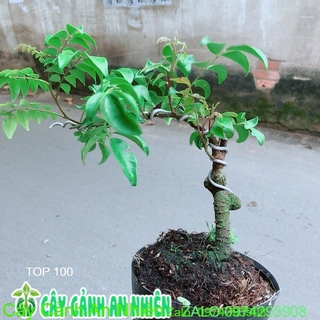 Cây Khế Bonsai