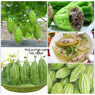 Hạt giống khổ qua trái ngắn