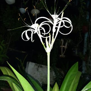 Cây Bạch Trinh Biển